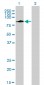 IFI16 Antibody (monoclonal) (M03)